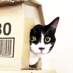 猫と遊べる譲渡会 サムネイル2