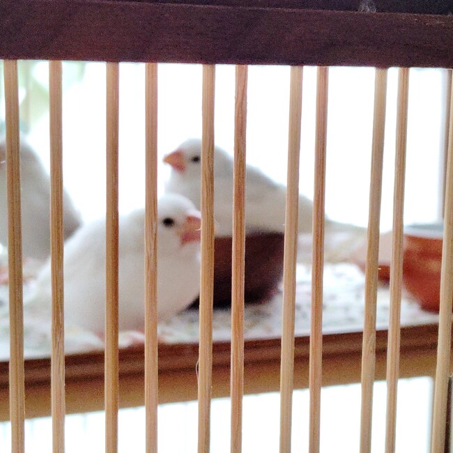 ことりこりとこのカバー写真