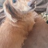 里親募集 サムネイル3