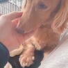 里親募集 サムネイル4