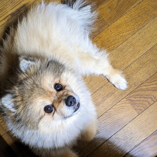 ポメラニアン6歳の男の子です