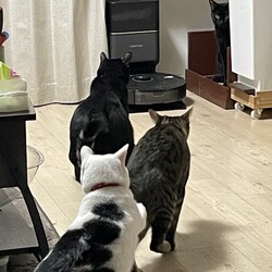 まるくん、猫の毛お掃除問題⭐︎Final