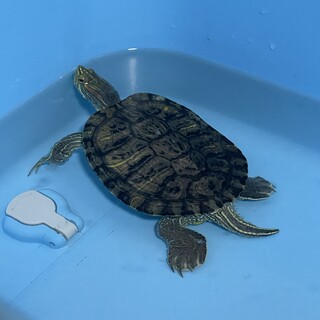 ミドリ亀（オス）里親募集中！