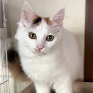 エルサちゃん（姉妹のアナと一緒に）