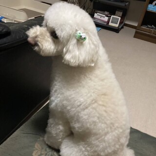 トイプードルの里親募集