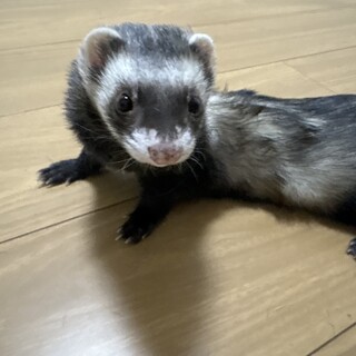 フェレット4歳とフェレット2歳