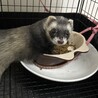 フェレット4歳とフェレット2歳 サムネイル2