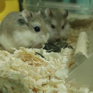 ロボロフスキーハムスターオス＆メス2匹
