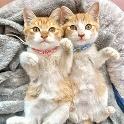 君と猫の赤い糸譲渡会 サムネイル2