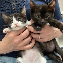 君と猫の赤い糸譲渡会 サムネイル3