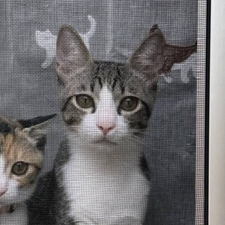 人馴れ抜群 美猫ミコトくん