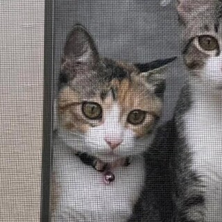人馴れ抜群 三毛子猫メイちゃん