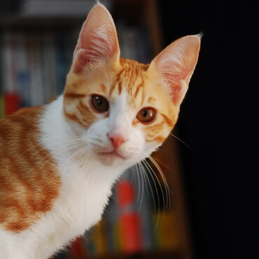 部屋の中探検中