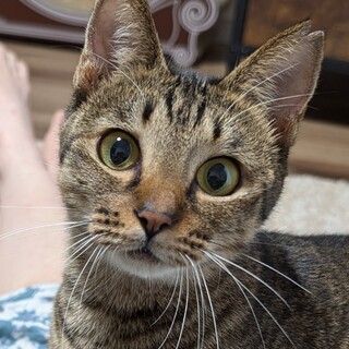 人が大好きな甘えん坊のキジトラ女子