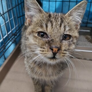 人懐っこい子猫。収容期限11/15日迄