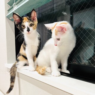 【11/17芝浦】ちょこっとタレ目？わらびちゃん