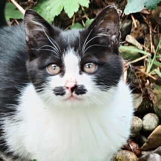 個性豊かなブチちゃん