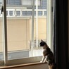 らるちゃん