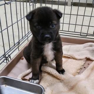 緊急！人馴れ抜群　生後1ケ月　11月13日迄