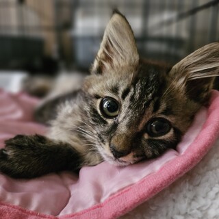 うのくん譲渡決定です。有り難うございます11/30