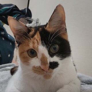 ベタ慣れ警戒心ゼロ、好奇心旺盛な子猫です