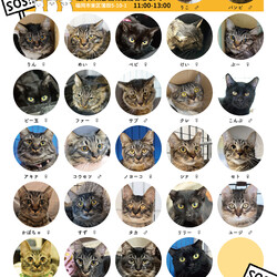 ねこ99福岡 ×［sakuraneko］合同譲渡会