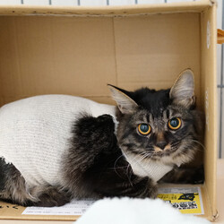 猫達の命を繋ぐSOS譲渡会