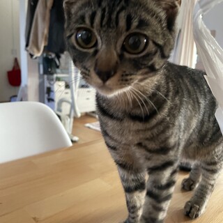 美形猫ちゃんの里親募集します