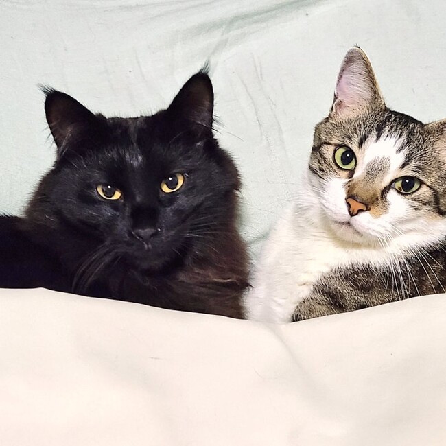 このぽんのカバー写真