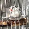 2023.5うまれの文鳥です