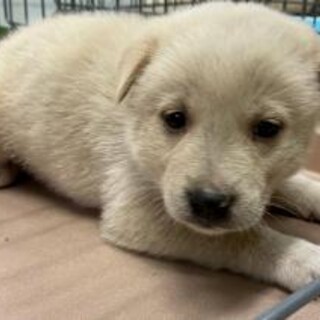 緊急！生後1ケ月の可愛い子犬　11月18日迄