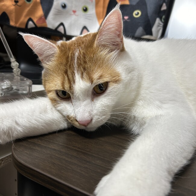 てんきち124のカバー写真