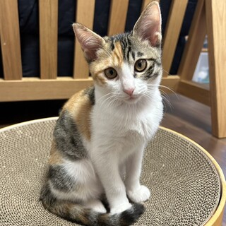 募集停止きれいで可愛い元気な女子❤️こなつ