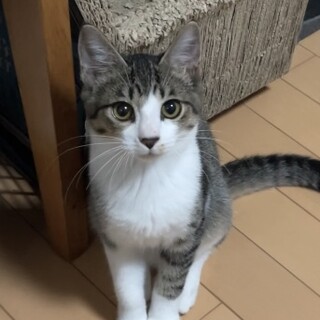 4きょうだいで保護された②甘えん坊たんたん君