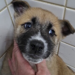 緊急！生後1ケ月の可愛い子犬　11月18日迄
