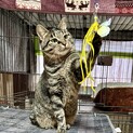 仲良し猫2匹を幸せにしてくれませんか？