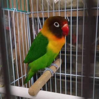 手乗りキエリクロボタンインコのピーちゃん