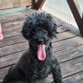 タイニープードルの女の子