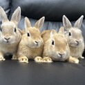 急募！ネザーランドドワーフ4羽お譲りします