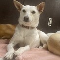 多頭飼育崩壊から。小さめの女の子