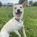 多頭飼育崩壊から。小さめの女の子