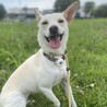 多頭飼育崩壊から。小さめの女の子