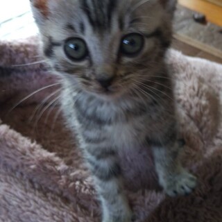 生後約2ヶ月の子猫（♂）です。