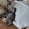 生後約2ヶ月の子猫（♂）です。 サムネイル2