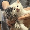 生後約2ヶ月の子猫（♂）です。 サムネイル4