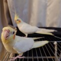 オカメインコ2匹同時に飼ってくれる方の里親募集