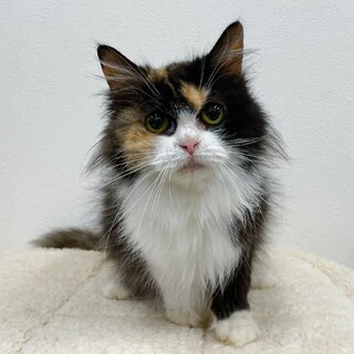 甘えん坊なスコちゃん♪