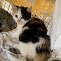 可愛いコロコロの三毛 伽耶子ちゃん２ヶ月