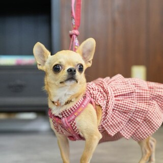 チワワ(スムース) オーロラ姫ちゃん　里親様募集☆