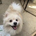 【再募集】元気いっぱいポメチワ
